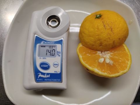 希少品種　家庭用Ｂ品　媛小春　4キロ