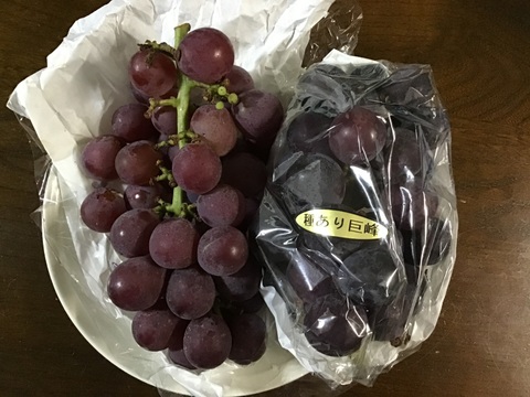 ✨🍇第一弾　2024ぶどう3種食べ比べセット🍇✨
　　　紅伊豆　・　ハニービーナス　・　巨峰
【ご家庭用・中房各１房入・計約1.3㌔位入】