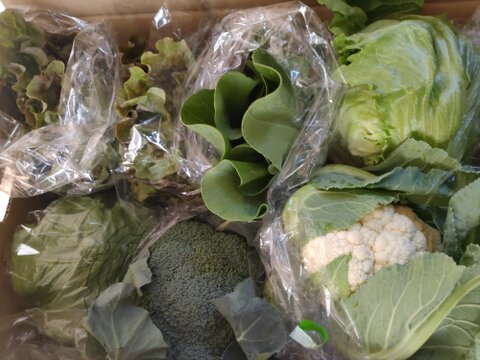 淡路島　野菜セット