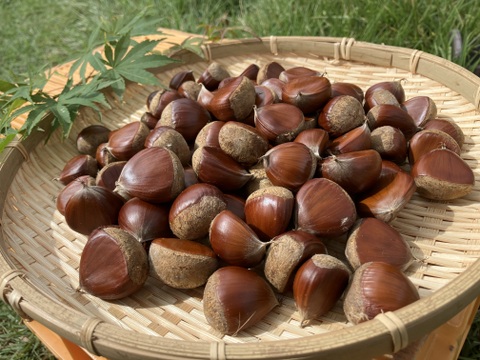 自然栽培♪ ほくほく和栗1kg