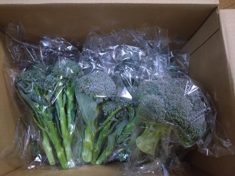 「春季限定」簡単調理でお手軽！ベビーブロッコリー(150g×10p)