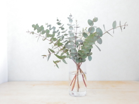 爽やかな深呼吸♪フレッシュユーカリ枝物セット(品種ミックス/30～40㎝/10本)アレンジにも
