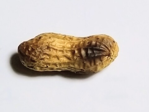 【炒って食べるという贅沢を！】完全自然栽培半立落花生　自然乾燥した生落花生６００g(令和７年産)　農薬不使用、除草剤不使用だから安心してお召し上がりいただけます。すべての肥料不使用