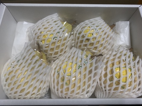 たかはし果樹園謹製 高級西洋梨「ル・レクチェ」青秀品 大玉 約2kg
