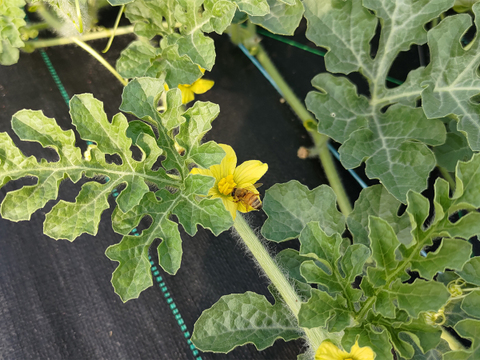 ▼今期終売【晴れの国・岡山県産】シャリ感たっぷり！皮手前まで美味しい大玉すいか『縞王』６Kg級-１玉／ニホンミツバチ交配／露地栽培／化成肥料・化学農薬・着果剤不使用【※保冷便指定】