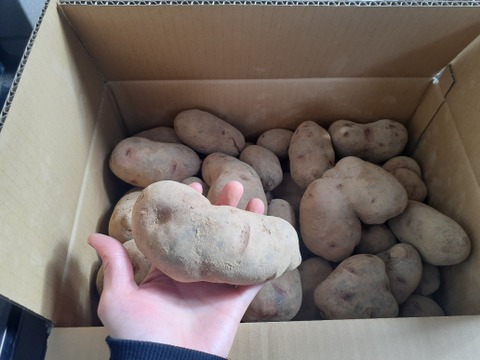 【訳あり】北海道産グランドペチカ10