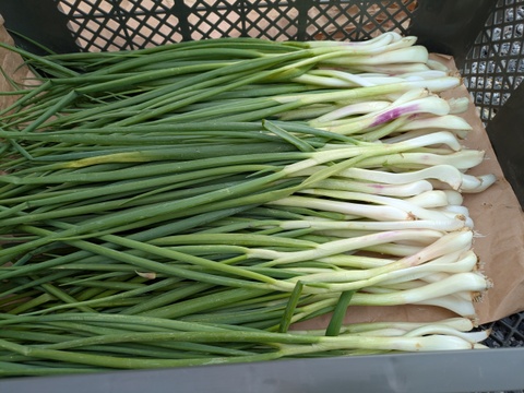 甘さと辛さの絶妙なバランス！『九州博多』のワケギ