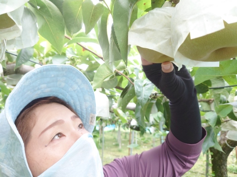 果汁溢れる優しい甘さの幸水梨  約3kg【夏ギフト】