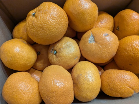 【訳あり】幻のみかん販売開始！！淡路島産　灘みかん 5kg