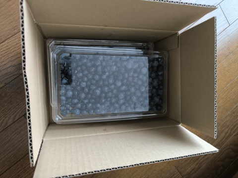 八王子産のブルーベリー（500g）　日にち指定可能で手に取りやすくおすすめです