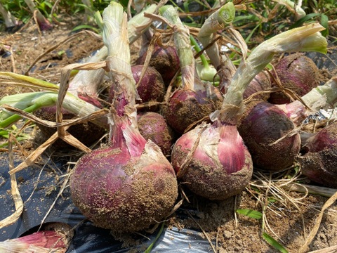 農薬・除草剤・化学肥料不使用 赤玉ねぎ レッドオニオン 1kg 石川県産