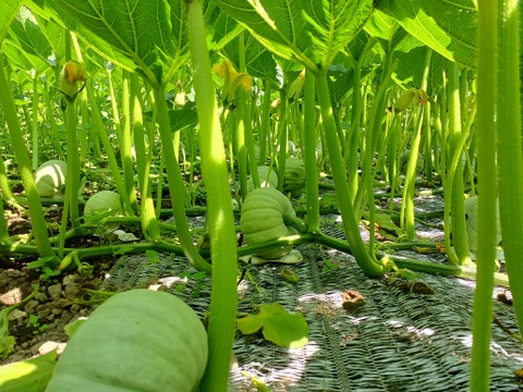 ホクホク自慢！ミニカボチャ「こなゆきひめ」約3.2kg(5玉)