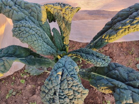 ✨【福袋】レアベジ・カボチャ含むお野菜セット（農薬・化成肥料不使用）おまけ付✨