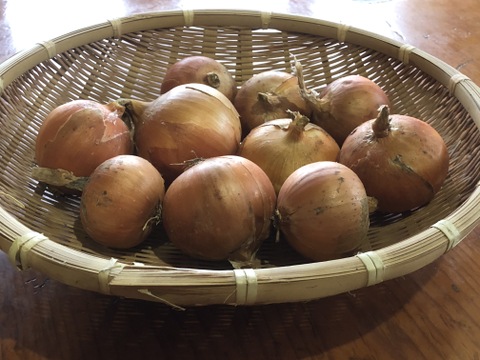 有機栽培秋のスペシャルセットＫ
　ジャガイモ北あかり5kg+玉ねぎ1.5㎏+カボチャ1.2kgサイズ1個+ニンニク2個