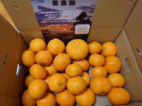 本年も宜しくお願いしますSALE！有田みかん混合3kgだけ！ お試し価格