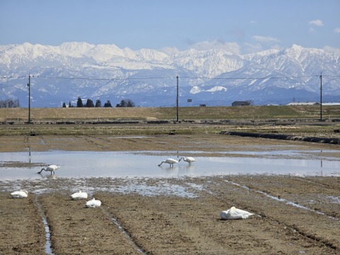 地域資源を有効に活用！！とっても肉厚な原木しいたけ（富山育ち）