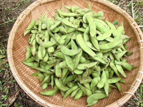 小糸の在来枝豆 1.5kg（枝なし）【無肥料・栽培期間中農薬不使用】