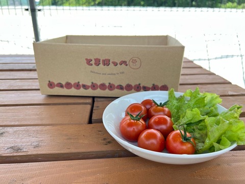 【甘さピカイチ‼️】食べ応え抜群！フルーツトマト界の王様！フルティカ（500g×4袋）