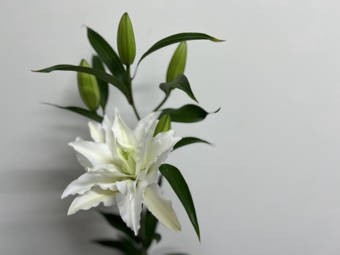 【秋彼岸含みます】簡易包装■ペトロネラ3本束■~純白で花弁がとてもしっかりしています！！グリーンの筋も入っていて清涼感があります(^^)
