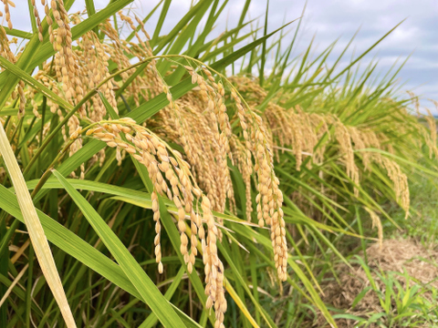 新米！コシヒカリを超えた！2023年産NIPPA米 自然栽培つきあかり 玄米 ５kg