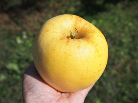 【糖度14度以上】りんご はるか 3kg 約8~10玉 光センサー 糖度検査済み ご自宅用 訳あり 家庭用