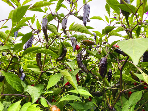 【お試し価格】赤く熟すと甘くなる！大和伝統野菜の紫唐辛子（総量250g）農薬・化学肥料不使用