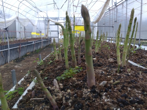 シャキシャキ！さぬきのめざめ秀品2Lサイズ夏芽1㎏