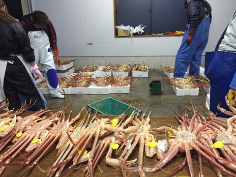 ⭐️ついに販売開始‼️宮内庁御用達の三国港の【越前蟹】冬の王者ブランドの黄色のタグ
※蟹では日本で初めての水産省の地理的表示G1認定の表示、
歴史・格式・品質保証が揃った一杯［茹で蟹]　数量限定、