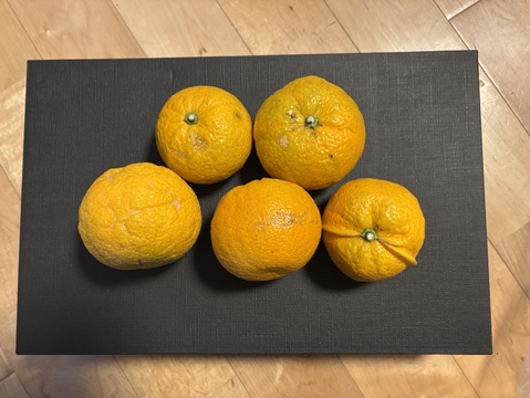 大阪産　希少なジャバラ（訳あり）
みつばちが飛び交う柑橘畑のジャバラ
2kg　  約130g/個　
ハチミツ（40g）おまけ付き

美容と健康にダブルサポート💡