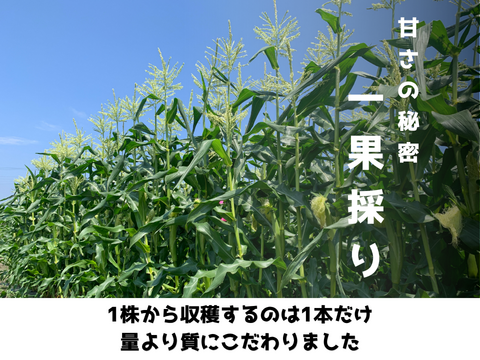 【自然のスイーツ】生がイチバン！朝採りフルーツコーン 10本入り
