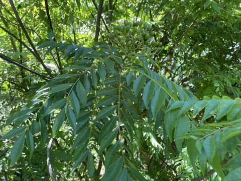 香りが違う！フレッシュカレーリーフ！