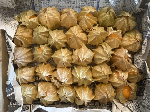 北海道産　食用ほおずき「フルーツほおずき」30個入り