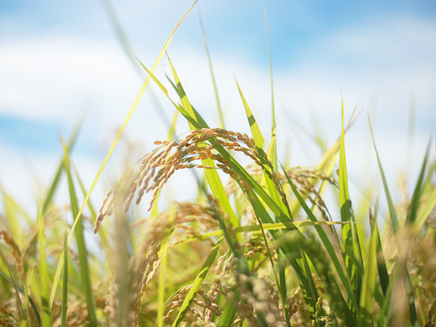 新潟県産米粉のミルクパンケーキミックス200g