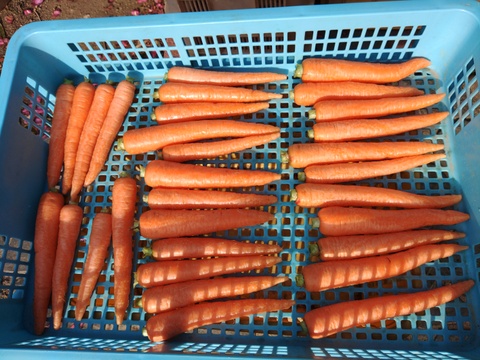 《とりあえず生で！》彩誉ニンジン 1.5kg　（規格外）