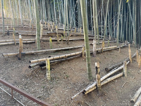 2026年度収穫分・静岡市産！有度山日本平竹の子『極み』2ｋｇ