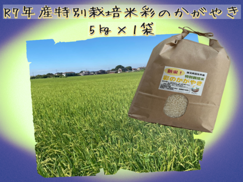 【特別栽培米】Pino farm「清らかな輝き米」～R7年産　彩のかがやき　5㎏～