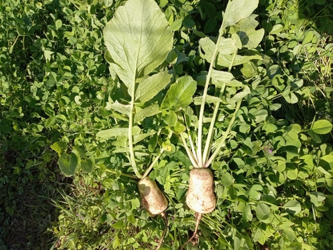 韓国野菜✨アルタリ大根２kg【農薬化学肥料栽培期間中不使用】葉付き10本程度　ポリポリ食感！