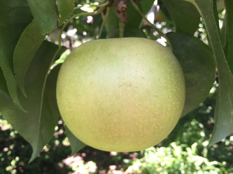 進化した二十世紀梨！　千葉県産【スーパー二十世紀 - 瑞鳥】3㎏『5～8玉入』　市川のなし・フルーツキャップ個装