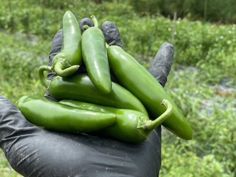 世界のワクワク届けます‼️ 野菜セット　80サイズ　4kg程度　約10品種