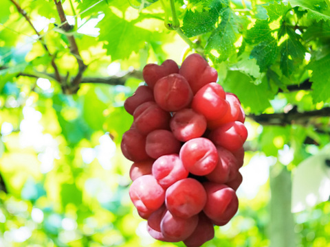 岡山県産朝採り甘くて果汁たっぷり！！
次世代品種【ﾏｲﾊｰﾄ】家庭用約1㎏以上（2房〜3房）
【予約販売】2026年8月から販売予定！！
天候により月日が前後する場合が御座います。