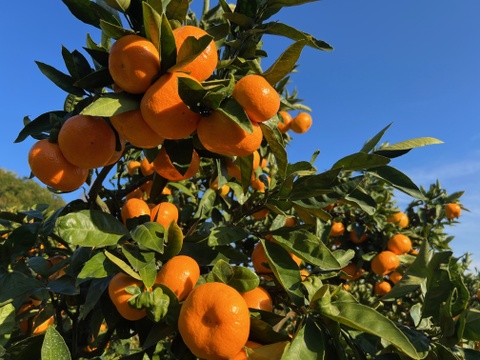 蔵出し芳醇☆青島みかん（3㎏）