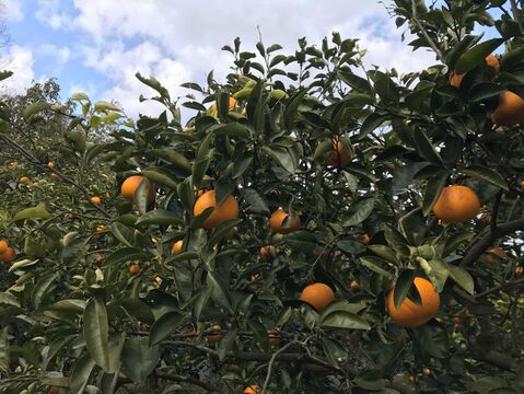 【農薬不使用】　八朔　5㎏