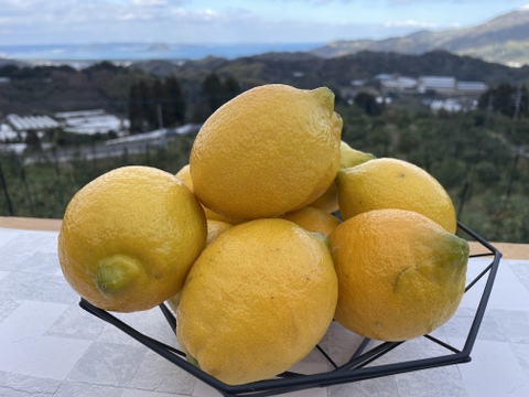 爽やかな酸味と香り！レモン「リスボン」みんなで山分け15キロ