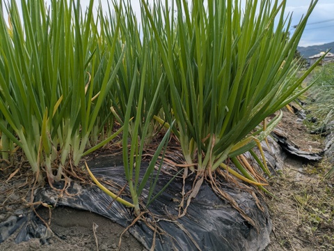 甘さと辛さの絶妙なバランス！『九州博多』のワケギ