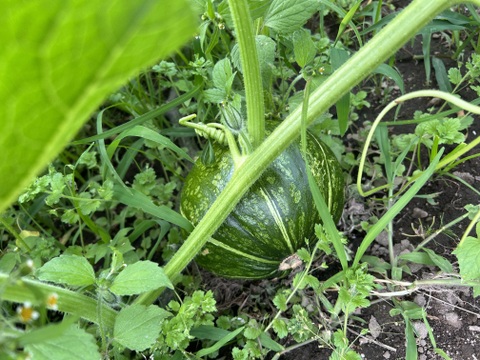 『夏の贈りもの』完熟ほくほく甘い栗かぼちゃ(約3Kg:2個)※栽培期間中農薬・化学肥料不使用