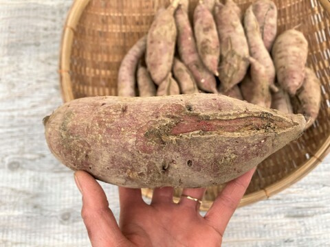 自然栽培〈規格外べにはるか10㎏・訳ありべにはるか10㎏セット〉大分県産さつまいも 20kg
