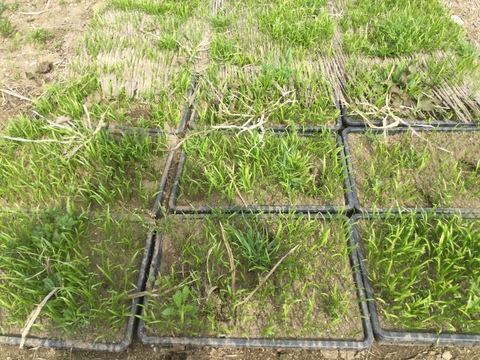 朝採り！北の畑から『行者ニンニク』今しかない旬な味300g