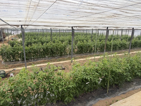 抜群の味！フルーツトマト　1kg