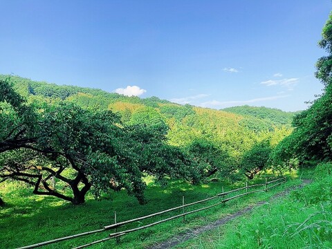 白加賀＆月世界/青梅　自然栽培　農薬、化学・動物性肥料不使用　Mサイズ以上２キロ