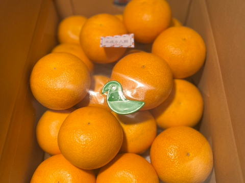 【木成り八朔】箱込み5キロ家庭用　※皮むき器つき　さつき八朔　はっさく